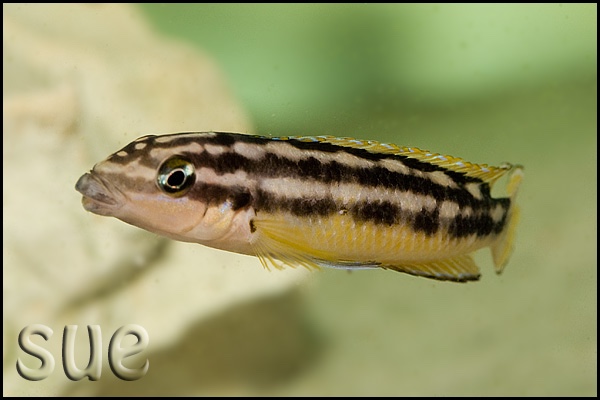 Julidochromis sp. 'ornatus kapampa' Kapampa